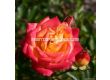 Роза Little Sunset (миниатюрна роза), серия Lilliputs - Kordes - 1 брой - 5t