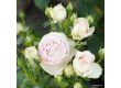 Роза Madame Anisette (хибридна чаена роза), серия Parfuma- Kordes -1 брой - 4t