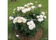 Роза Madame Anisette (хибридна чаена роза), серия Parfuma- Kordes -1 брой - 3t
