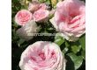 Роза Meine Rose (Хибридна роза) серия Eleganza - Kordes - 1 брой - 3t
