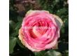 Роза Meine Rose (Хибридна роза) серия Eleganza - Kordes - 1 брой - 4t