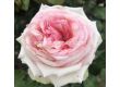 Роза Meine Rose (Хибридна роза) серия Eleganza - Kordes - 1 брой - 2t