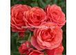 Роза Mandarin (миниатюрна роза), серия Lilliputs - Kordes - 1 брой - 1t