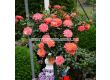 Роза Mandarin (миниатюрна роза), серия Lilliputs - Kordes - 1 брой - 3t