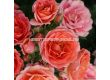 Роза Mandarin (миниатюрна роза), серия Lilliputs - Kordes - 1 брой - 4t