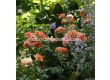 Роза Mandarin (миниатюрна роза), серия Lilliputs - Kordes - 1 брой - 6t