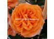 Роза Mango (тип флорибунда) - Kordes - 1 брой - 1t