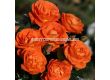 Роза Mango (тип флорибунда) - Kordes - 1 брой - 2t
