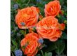 Роза Mango (тип флорибунда) - Kordes - 1 брой - 3t