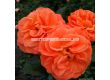 Роза Mango (тип флорибунда) - Kordes - 1 брой - 4t
