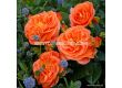 Роза Mango (флорибунда) - Kordes - 1 брой - 1t