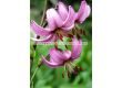 Лилиум/ Lilium species martagon - 1 бр. - 1t