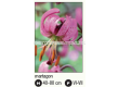 Лилиум/ Lilium species martagon - 1 бр. - 2t