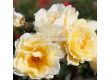 Роза Mentor®-Rose (роза флорибунда) - Kordes- 1 брой - 4t