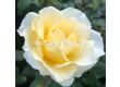 Роза Mentor®-Rose (роза флорибунда) - Kordes- 1 брой - 2t