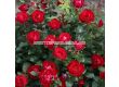 Роза Milano (роза флорибунда) серия Klima Rosen - Kordes- 1 брой - 2t