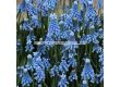 Мускари/ Muscari aucheri Blue Magic - 1 бр. - 1t
