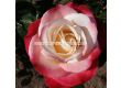 Роза Nostalgie (Хибридна роза) - Kordes - 1 брой - 1t