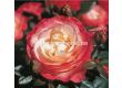 Роза Nostalgie (Хибридна роза) - Kordes - 1 брой - 4t