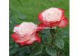 Роза Nostalgie (Хибридна роза) - Kordes - 1 брой - 5t