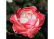 Роза Nostalgie (Хибридна роза) - Kordes - 1 брой - 2t