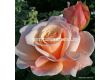Роза Oh Happy Day (чаена хибридна роза), серия Eleganza-Antique-Kordes - 1 брой - 1t
