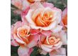 Роза Oh Happy Day (чаена хибридна роза), серия Eleganza-Antique-Kordes - 1 брой - 3t