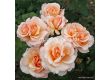 Роза Oh Happy Day (чаена хибридна роза), серия Eleganza-Antique-Kordes - 1 брой - 4t