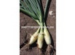 Семена ЛУК ТОСКА ONION,TOSCA -  СК - 2t