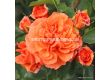 Роза Orangerie  ADR - 1 брой - 3t