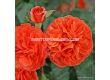Роза Orangerie  ADR - 1 брой - 2t