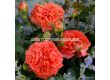 Роза Orangerie  ADR - 1 брой - 1t