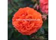 Роза Orangerie  ADR - 1 брой - 4t
