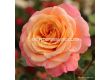 Роза Peach Melba ADR - 1 брой - 1t