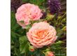 Роза Peach Melba ADR - 1 брой - 3t