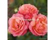 Роза Peach Melba ADR - 1 брой - 4t