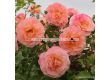 Роза Peach Melba ADR - 1 брой - 2t