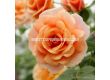 Роза Peach Melba ADR - 1 брой - 5t