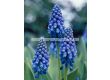 Мускари/ Muscari armeniacum 'Christmas Pearl - 1 бр. - 2t