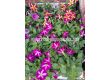 Петуния - бордюрна (разсад) - 5t