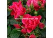 Роза Pink Forest Rose (флорибунда), серия Rigo Rosen-Kordes - 1 брой - 1t