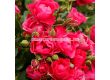 Роза Pink Forest Rose (флорибунда), серия Rigo Rosen-Kordes - 1 брой - 2t