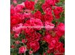 Роза Pink Forest Rose (флорибунда), серия Rigo Rosen-Kordes - 1 брой - 3t