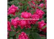 Роза Pink Forest Rose (флорибунда), серия Rigo Rosen-Kordes - 1 брой - 5t