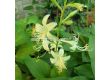 Хоста Miracle Lemony/ Hosta - 1 брой - 2t