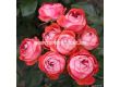 Роза Pompeji (миниатюрна роза), серия Lilliputs - Kordes - 1 брой - 1t