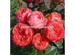 Роза Pompeji (миниатюрна роза), серия Lilliputs - Kordes - 1 брой - 2t