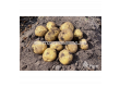 СЕМЕ КАРТОФИ KARELIA / SEED POTATOES KARELIA - КАТЕГОРИЯ A- 5KG - 2t