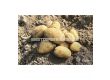 СЕМЕ КАРТОФИ EMANUELLE/ POTATOES SEEDS EMANUELLE - КАТЕГОРИЯ  A -  2KG - 2t