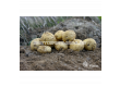 СЕМЕ КАРТОФИ ADORA-КАТЕГОРИЯ A -  5 KG	  - 3t